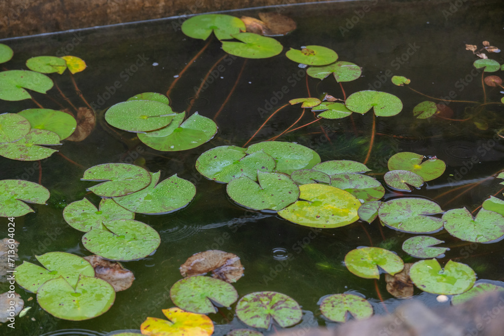 several water lily leaves wet by rain, koi carp pond several water lily leaves wet by rain, koi carp pond