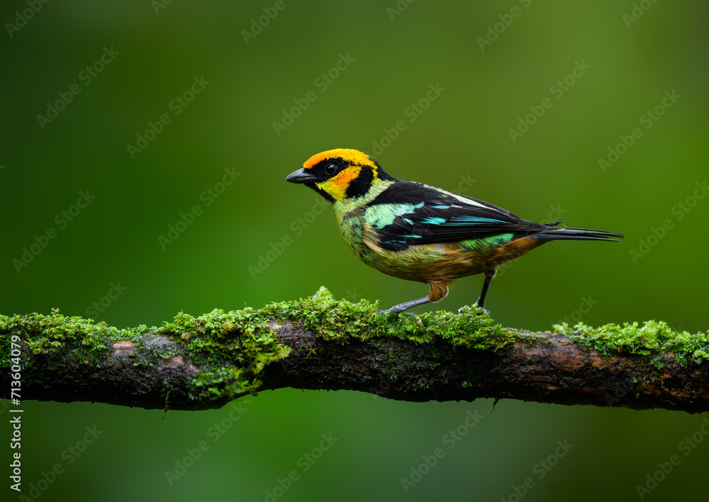 Fototapeta premium Flame-faced Tanager on mossy stick against green background