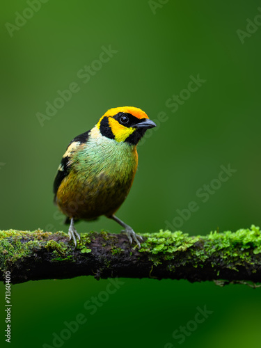 Flame-faced Tanager on mossy  stick against green background photo