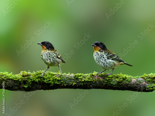 Two Rufous-throated Tanagers on mossy  stick against green background photo