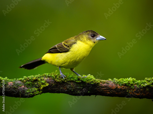 Female Lemon-rumped Tanager on mossy  stick against green background photo