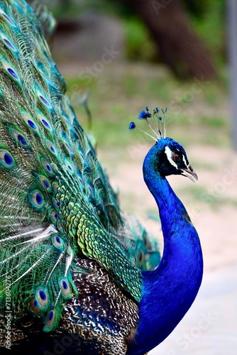 pavo real