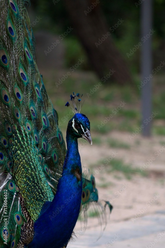 Obraz premium pavo real