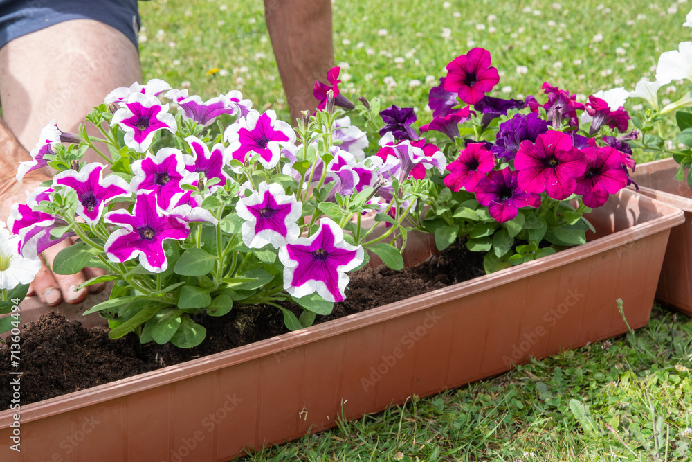gardener transplants seedlings of petunias in a hanging pot to the window gardener transplants seedlings of petunias in a hanging pot to the window