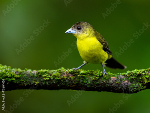 Female Lemon-rumped Tanager on mossy stick against green background