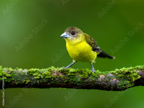 Female Lemon-rumped Tanager on mossy  stick against green background photo