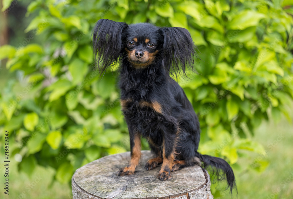 Close-up portrait of a cute black Russian Longhaired Toy Terrier sitting on a tree stump. Beautiful young Russian toy dog portrait outdoors. Copy space. Close-up portrait of a cute black Russian Longhaired Toy Terrier sitting on a tree stump. Beautiful young Russian toy dog portrait outdoors. Copy space.