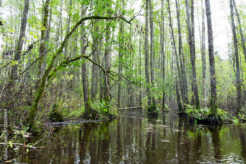 A lush late summer floodplain forest during a flood in Soomaa National Park  Northern Europe