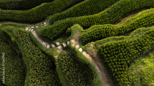 Drone top down view of rice fields in Bali, Indonesia