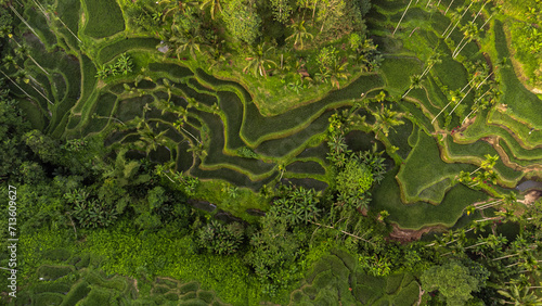 Drone top down view of rice fields in Bali, Indonesia