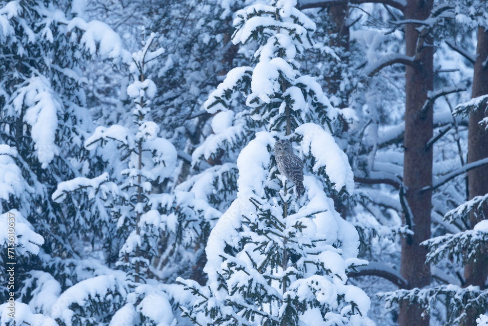 Fototapeta premium Ural owl perched on a snowy Spruce branch on a winter day in Estonia, Northern Europe 