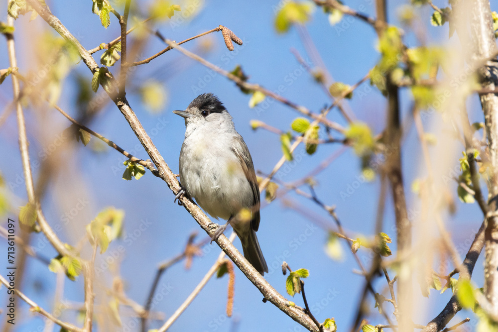 Fototapeta premium Male Eurasian blackcap perched on a branch in a springtime forest in Estonia, Northern Europe