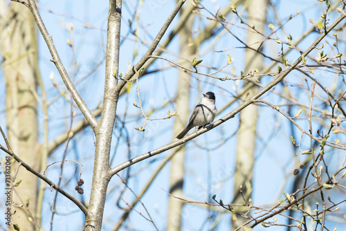Male Eurasian blackcap perched on a branch in a springtime forest in Estonia, Northern Europe