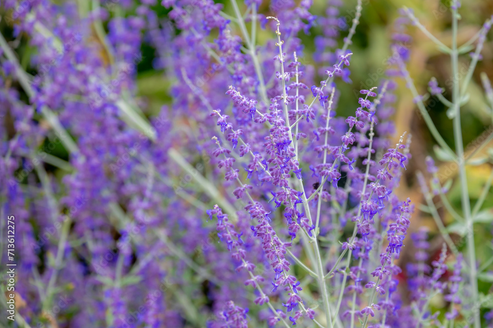 Naklejka premium Selective focus blue spire flowers in the garden with sunlight, Salvia yangii or Perovskia atriplicifolia is a flowering herbaceous perennial plant and subshrub, Nature floral pattern background.