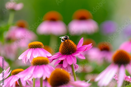 Selective focus of bumblebee sucking pollen of purple pink flower in the garden, Echinacea commonly called coneflowers is a genus of herbaceous flowering plants in the daisy family, Nature background.