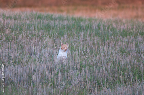 Photography Hunting cat