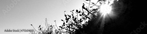 fondo en blanco y negro de texturas de naturaleza, cima con siluetas de flora silvestre, y luz de sol s, contraluz, andes, caminata, huancayo, Perú, viaje, horizontal, pagina web, 
