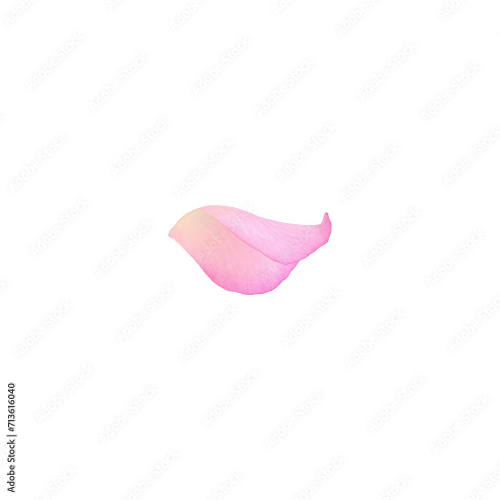 Fototapeta premium Tender pink rose petal isolated on white