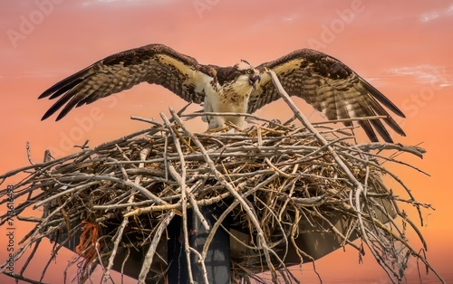 An opprey on her nest at the Whalen Diversion dam and North Platte River, near Ft Larmie, Wyoming. photo