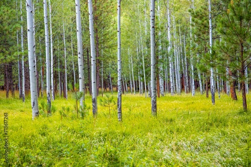 Aspen tree forest and green grass meadow near Sisters, Oregon