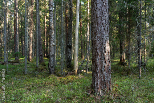 An old-growth boreal forest on a late spring day in Estonia, Northern Europe