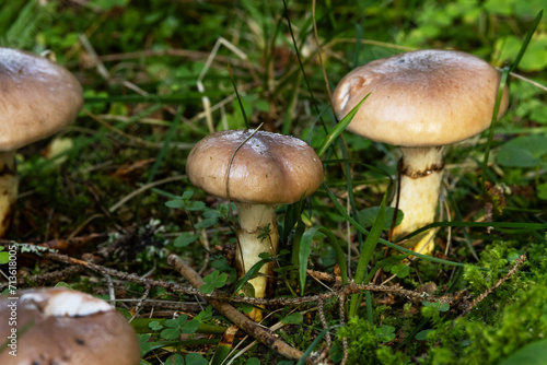 Slimy spike-cap mushrooms growing in a Spruce forest in Estonia, Northern Europe 