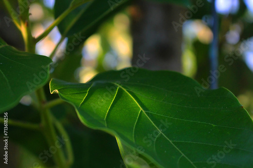 Elementos Naturales: Piedras, Vegetación y Follaje