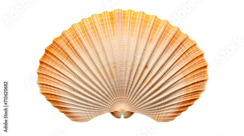 Scallops Shell isolated on a transparent background