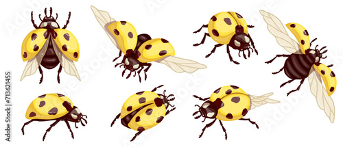 Set of flying insects yellow ladybug.Vector graphics. © Екатерина Якубович