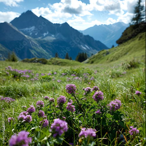 flowers in the mountains © Victoria