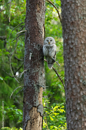 A predatory bird Ural owl perched and resting in a summery boreal forest in Estonia, Northern Europe	 photo