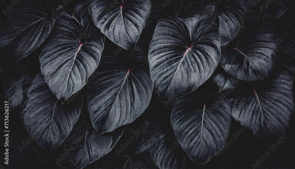 texture abstract black leaves for tropical leaf background