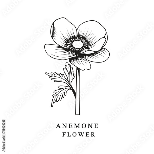 Anemone flower vector illustration suitable for floral designs, botanical prints, themed graphics nature inspired. Vibrant and versatile graphic for various visual and creative purposes.
