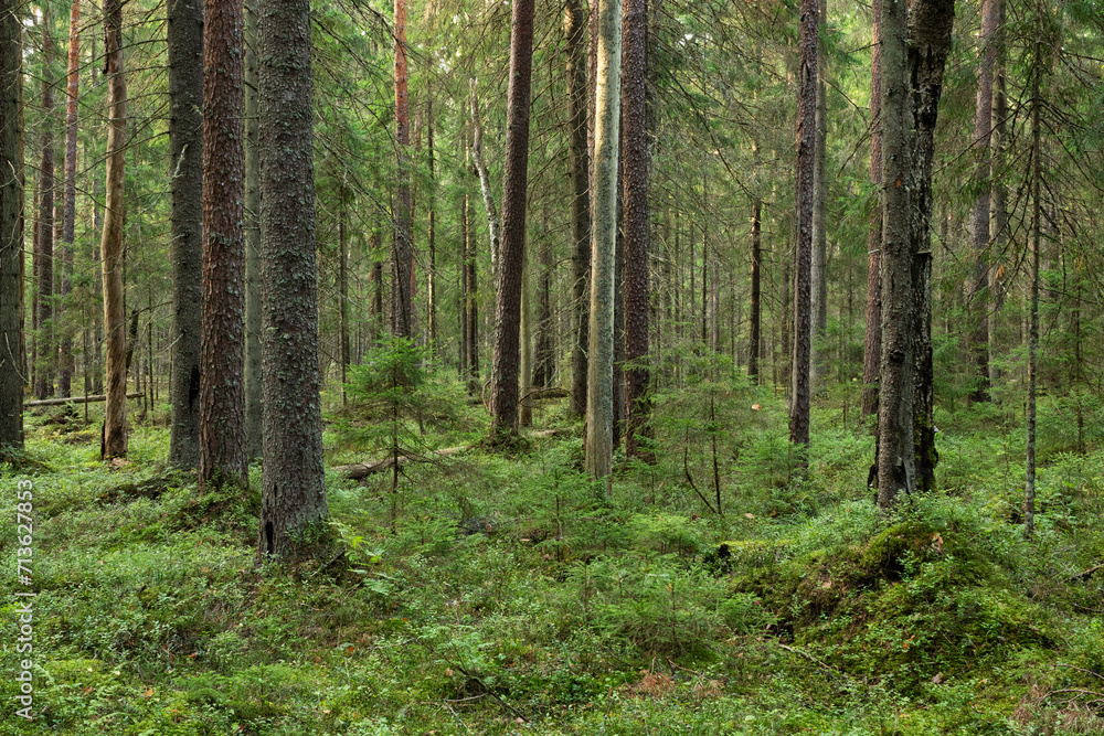 A mature coniferous forest on a late summer day in Estonia, Northern Europe