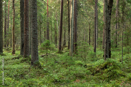 A mature coniferous forest on a late summer day in Estonia, Northern Europe