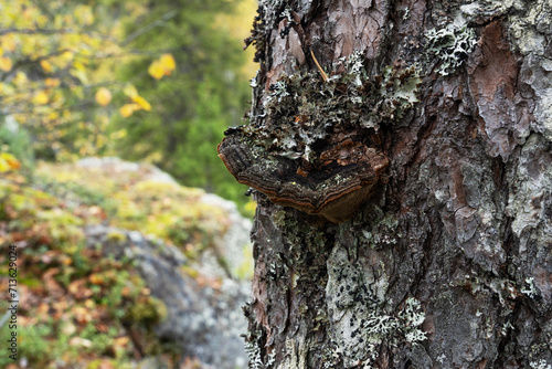An old Pine conk fruiting body on a Pine tree trunk in a Finnish forest, Northern Europe