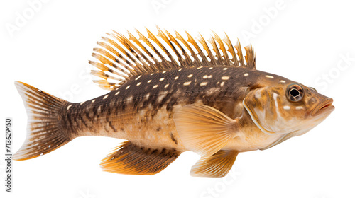 Akysidae fish isolated on a transparent background