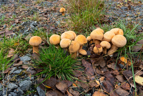 Tableau sur toile Group of Golden bootleg mushroom growing on some gravel during a late summer in