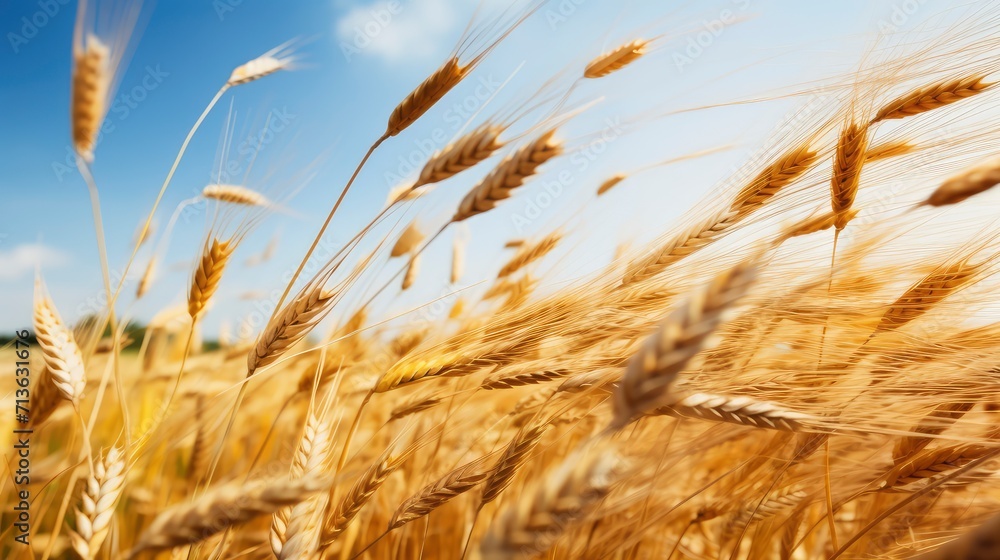 Fototapeta premium Vast Golden Wheat Field With Clear Blue Sky as a Background