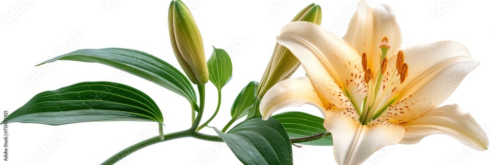 Fototapeta premium Lily Flower Bud With Green Leaf, Background Image, Background For Banner, HD