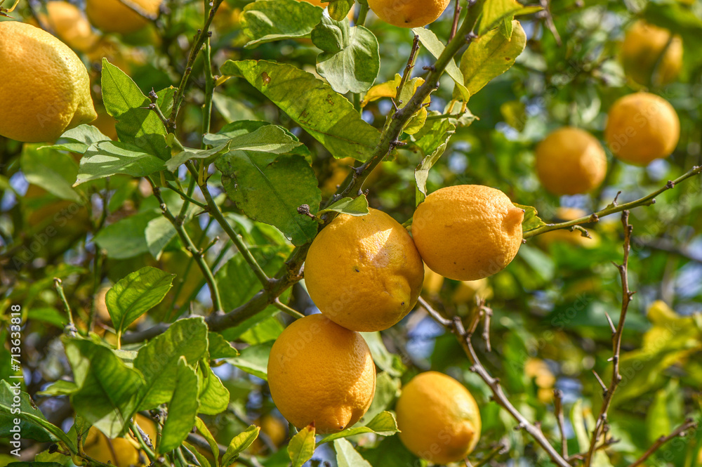 lemon on a lemon tree in a Mediterranean village 2