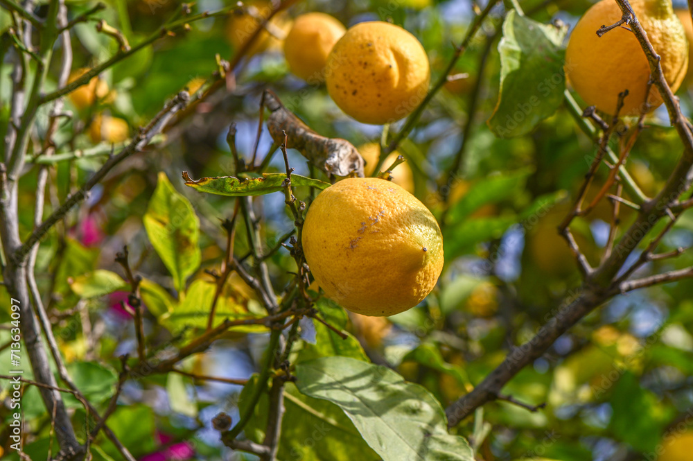 lemon on a lemon tree in a Mediterranean village 3