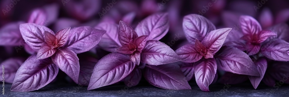 Purple Basil Grown In Vegetable Garden At Organic, Background Image, Background For Banner, HD Purple Basil Grown In Vegetable Garden At Organic, Background Image, Background For Banner, HD