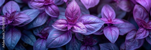 Purple Basil Grown In Vegetable Garden At Organic, Background Image, Background For Banner, HD © ACE STEEL D