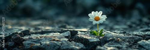 Soft Focus White Flower Growing In Cracked Stone, Background Image, Background For Banner, HD