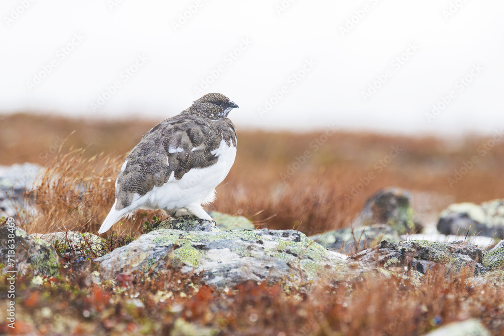 Fototapeta premium Rock ptarmigan resting on cold autumn day with fresh snow in the mountains of Urho Kekkonen National Park, Northern Finland 