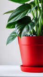 Red flowerpot with a house plant on a white background