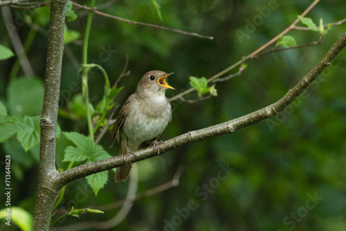 Thrush nightingale perched and singing on a beautiful spring evening in a woodland in Estonia, Northern Europe	