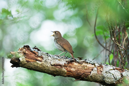 Thrush nightingale perched and singing on a beautiful spring evening in a woodland in Estonia, Northern Europe 