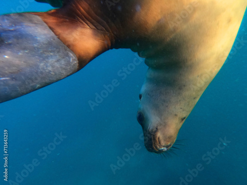 A sea lion under the water off the coast of the Punta Tombo peninsula in the Chubut province, Argentina photo